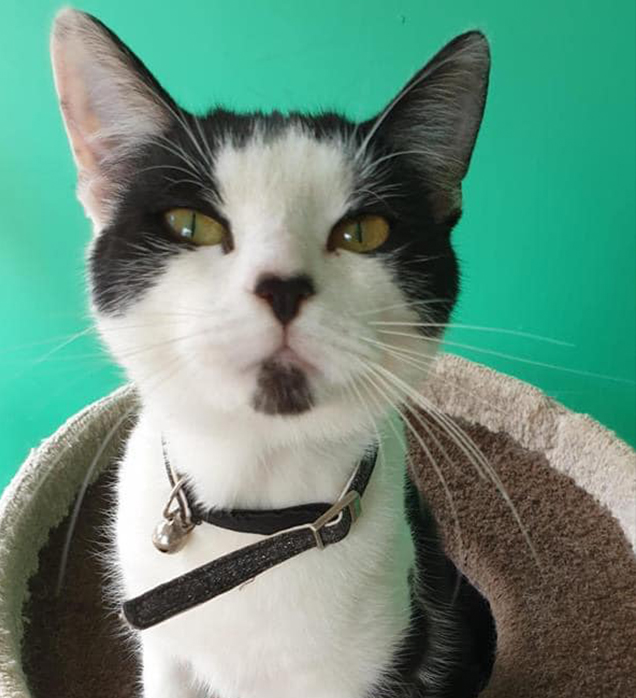 Cat adopted from Pop Up Adoption 2019